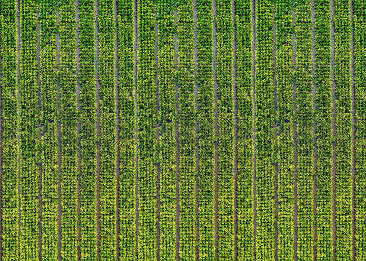 Ingredientes que dan vida a Faipsy: un viaje por México y sus tesoros naturales