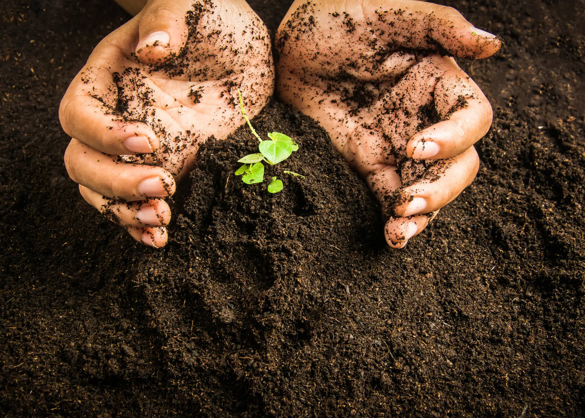 Faipsygaia pequeñas acciones gran impacto: cómo nuestras decisiones cuidan ecosistemas como los manglares