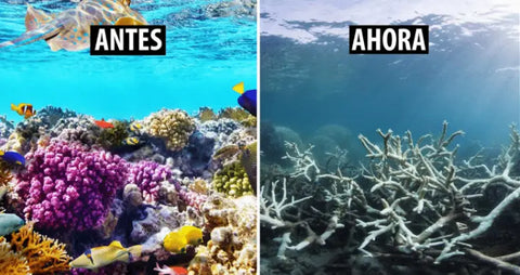 Bloqueador solar: impacto ambiental y nuestra piel