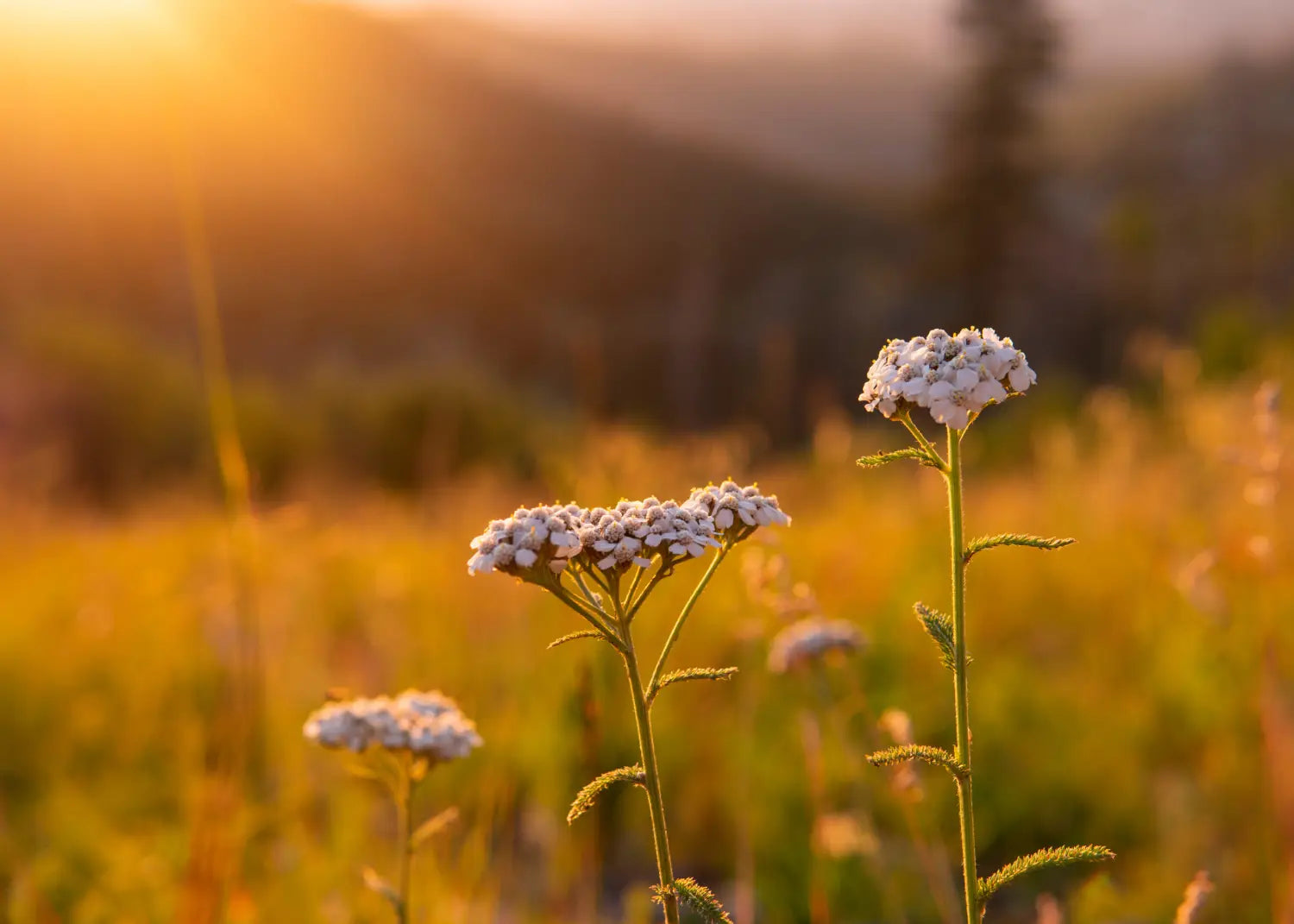 Primavera: el arte de renovarte con la naturaleza