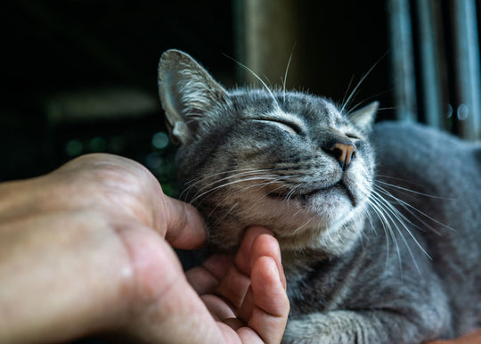 Por qué elegir productos cruelty-free transforma tu autocuidado