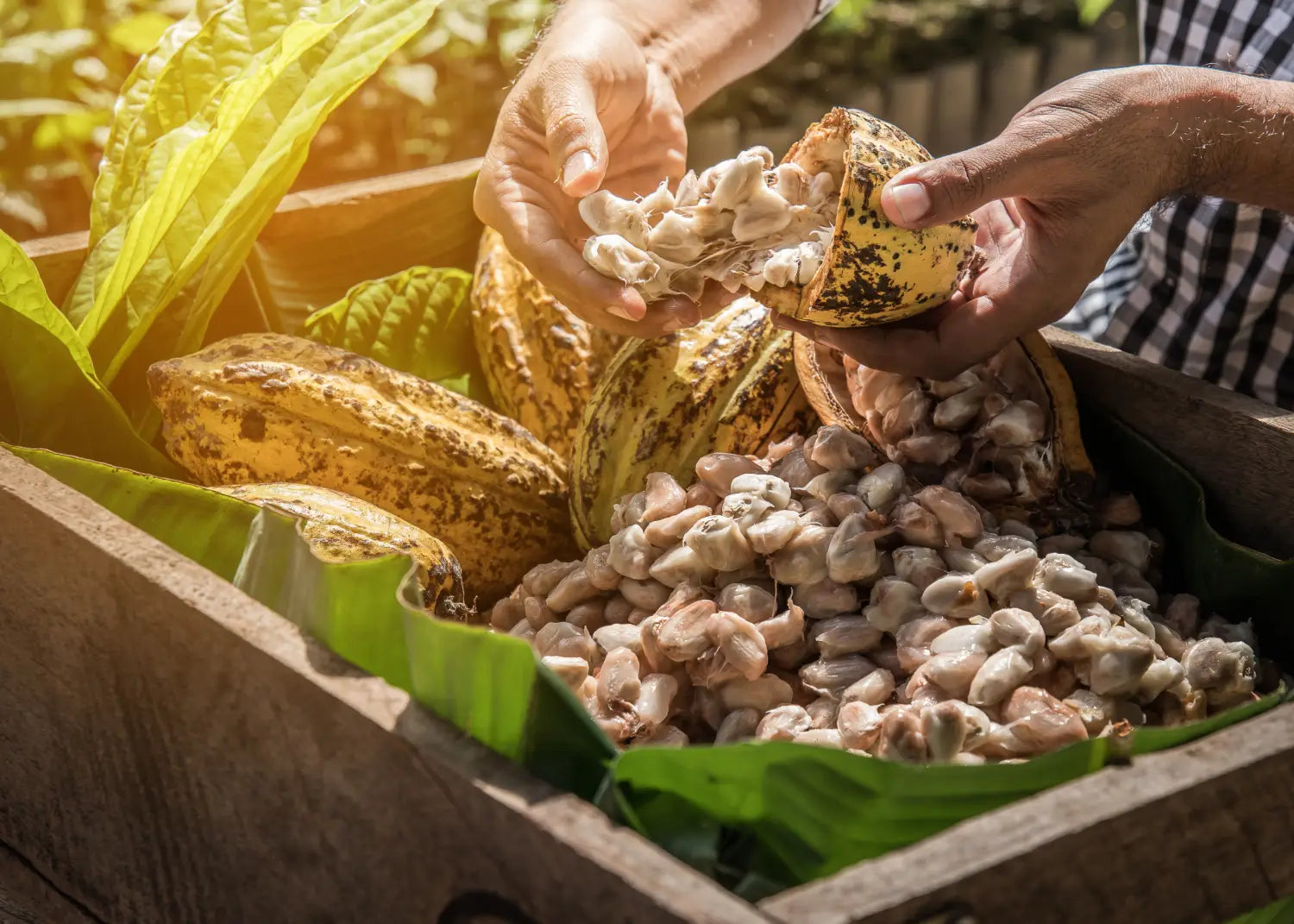 Ingredientes que dan vida a faipsy: un viaje por méxico y sus tesoros naturales