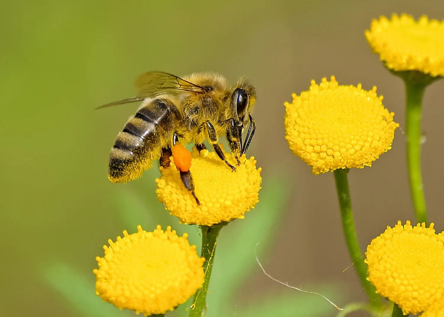 Día mundial de las abejas: guardianas silenciosas la vida