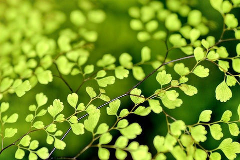 Belleza al natural